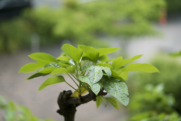 雨に濡れる新緑