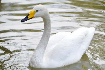 Лебедь плывёт по озеру.