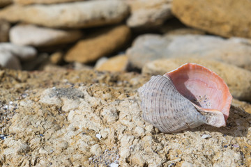 gray shell on stones on a sunny day
