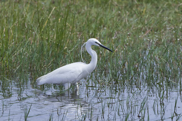 Little egret (Egretta garzetta)