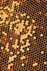 Bienenwaben mit Brut