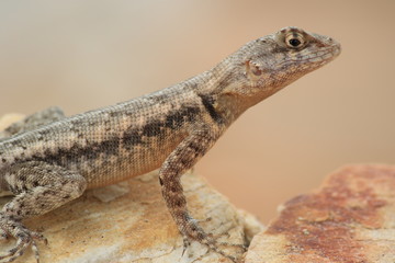 small lizard without tail