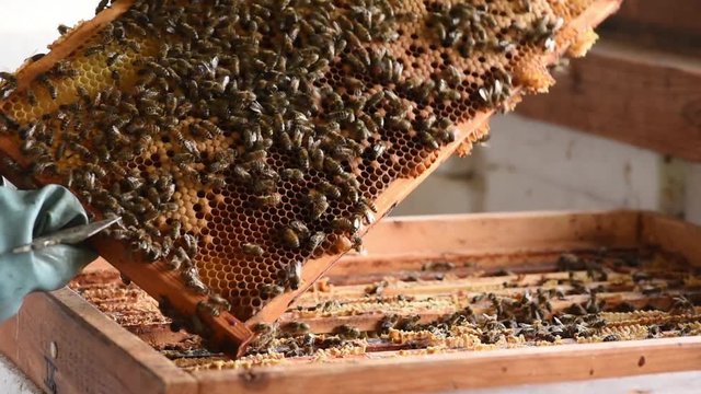 Imker entnimmt und begutachtet Bienenwaben