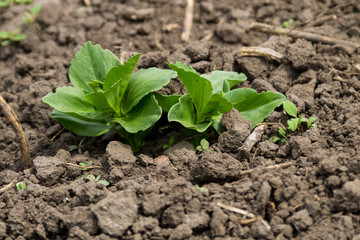 Broad beans seedling in vegetable garden