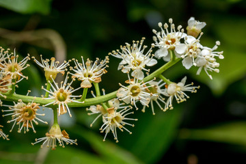 fleur sans pétale, le  Laurier du Caucase à l'horizontale
