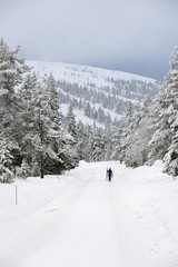 Woman on the way to skiing in a valley of Lappland.