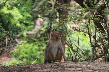Monkey
