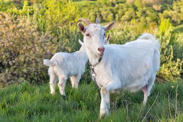 Naklejka na ściany i meble Family of domestic goats in a pasture spring orchard