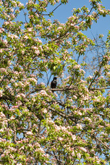 Black trush in blooming apple tree in spring closeup