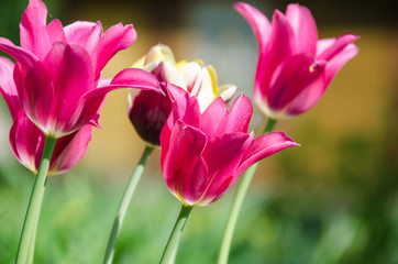 Group of pink tulips in a garden