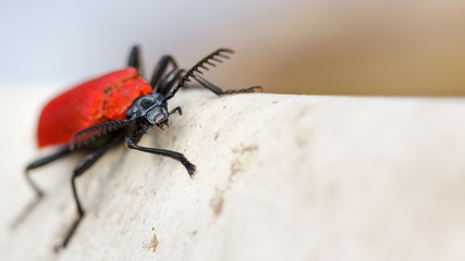Ein Scharlachroter Feuerkäfer