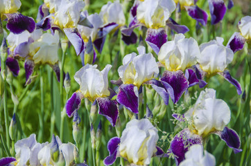 Many variegated irises on the flower bed