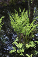 Ferns in a woodland, New Brunswick, Canada