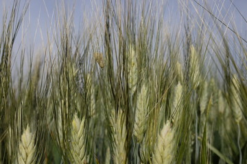 Ears of wheat in the field