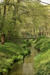 La Woluwe et ses zigzags en pleine nature au printemps au parc Malou à Woluwe-St-Lambert