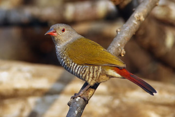 The green-winged pytilia (Pytilia melba) sitting on the branch in bush