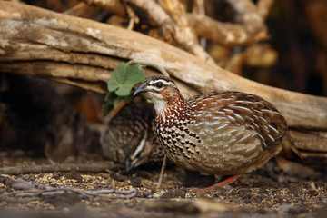 The crested francolin (Dendroperdix sephaena) sitting on the ground