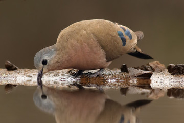 The emerald-spotted wood dove (Turtur chalcospilos) drinking from small pound