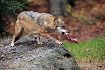 The gray wolf or grey wolf (Canis lupus) with a piece of meat in its mouth