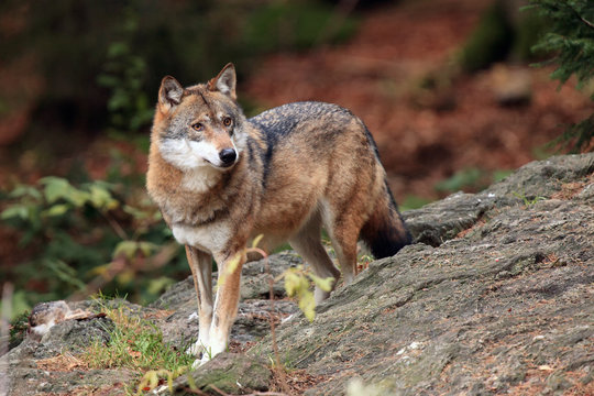 The gray wolf or grey wolf (Canis lupus) on the rock