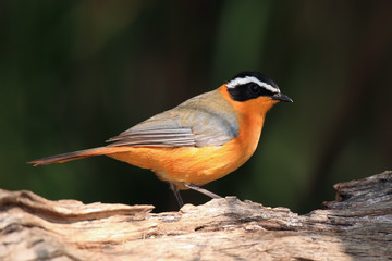The white-browed robin-chat (Cossypha heuglini), sitting on the branch