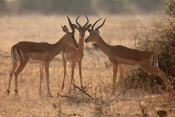 The impala (Aepyceros melampus), three males during debate