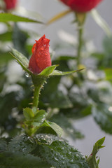 Scarlet room rose after plentiful watering