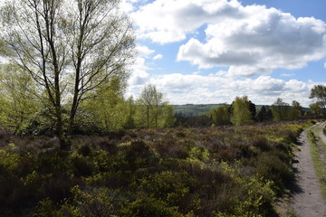 Obraz premium on the moors