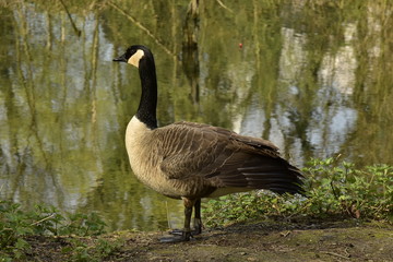 Oie sauvage du Canada au bord des marécages de la Woluwe au parc Malou