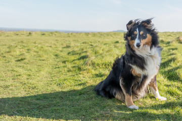 Sheltie in the wind