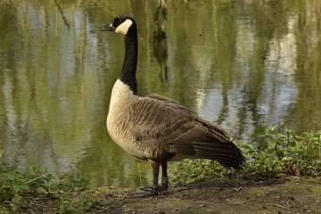 Oie sauvage du Canada à long cou au bord des marécages de la Woluwe au parc Malou