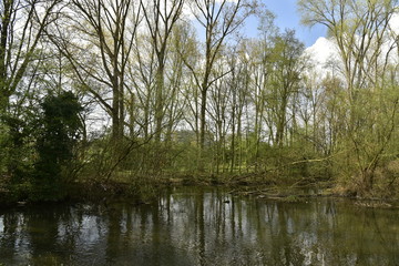Les marécages de la Woluwe au parc Malou dans l'ombre
