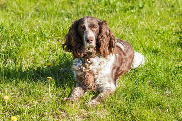 Brown spotted russian spaniel lays on the green grass