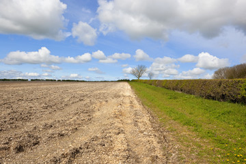 plowed soil and hedgerow