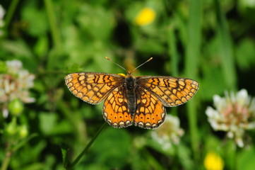 Fire butterfly
