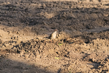 The sparrow is looking for food in the land