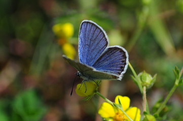 Blue butterfly