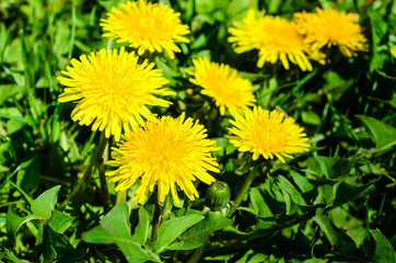 Yellow dandelions on early spring