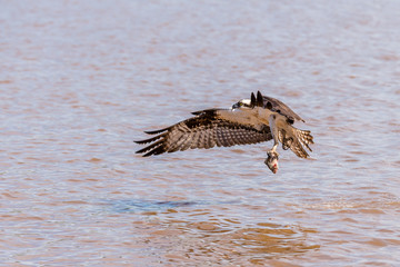 Osprey on the James River