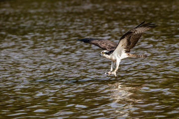 Osprey on the James River