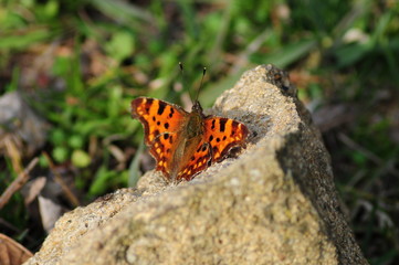 Butterfly c-white