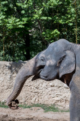 Fototapeta premium Asiatischer Elefant