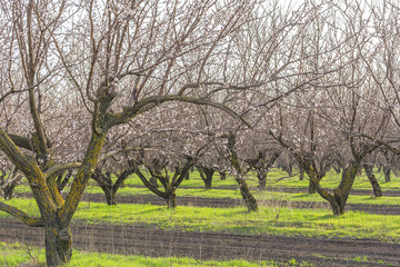 Fototapeta premium Flowering apricot trees in the spring orchard