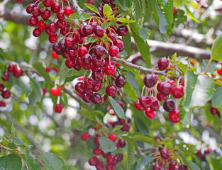Cherry tree branch/ fresh cherries/ sweet cherries