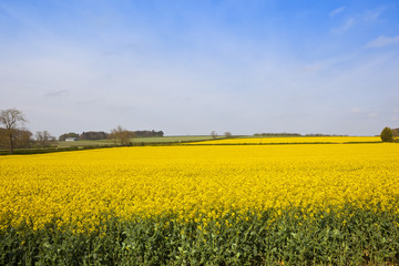 yellow oilseed rape crop