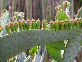 Ripe fruits of prickly pears - Indian fig opuntia (O. ficus-indica)