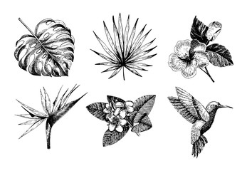 Vecotr hand drawn tropical plant icons. Exotic engraved leaves and flowers. Monstera, livistona palm leaves, bird of paradise, plumeria, hibiscus, hummingbird.