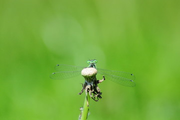 Dragonfly