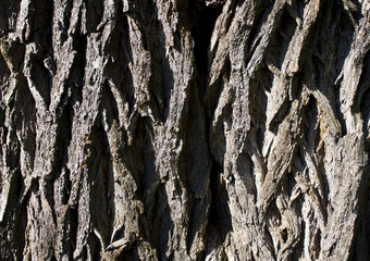 Measles texture old pine which was made by resin