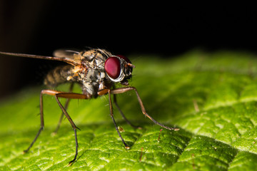 Fly on Leak
